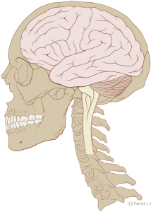 429px-skull_and_brain_normal_humansvg